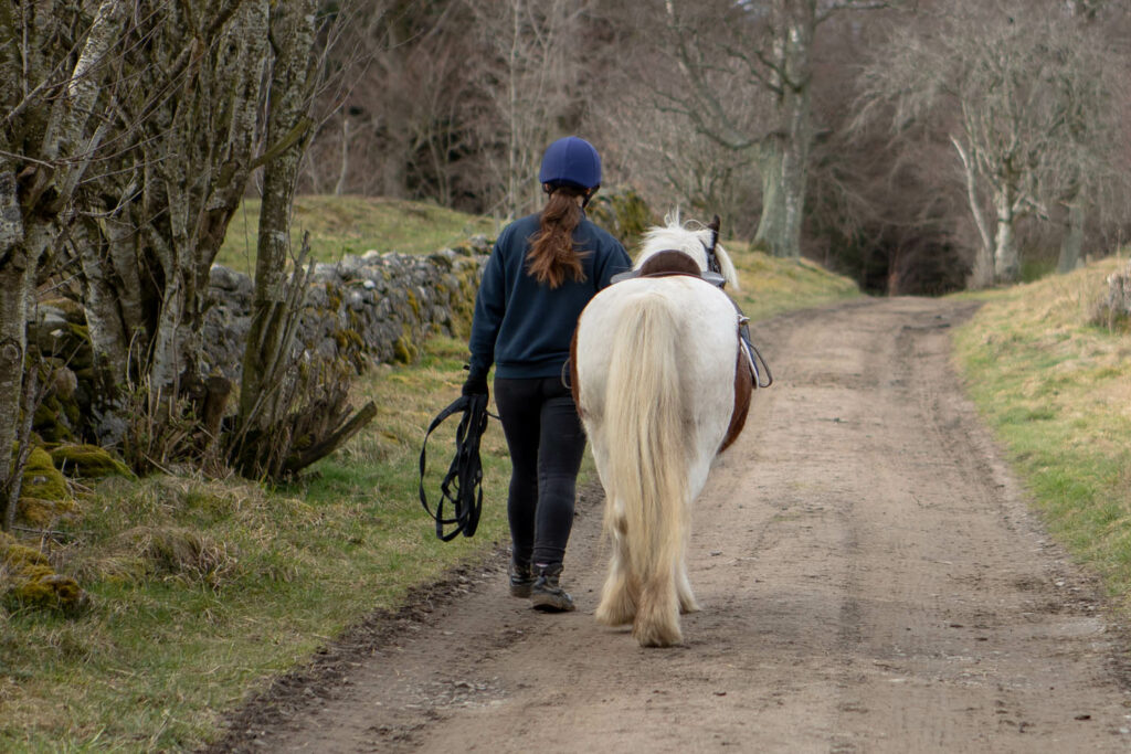 A skewbald horse wearing a saddle being led in hand down a track lined by a field and trees by a handler wearing a riding hat and gloves