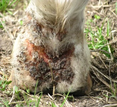 The back of a horses fetlock and pastern showing scabs and inflamed skin