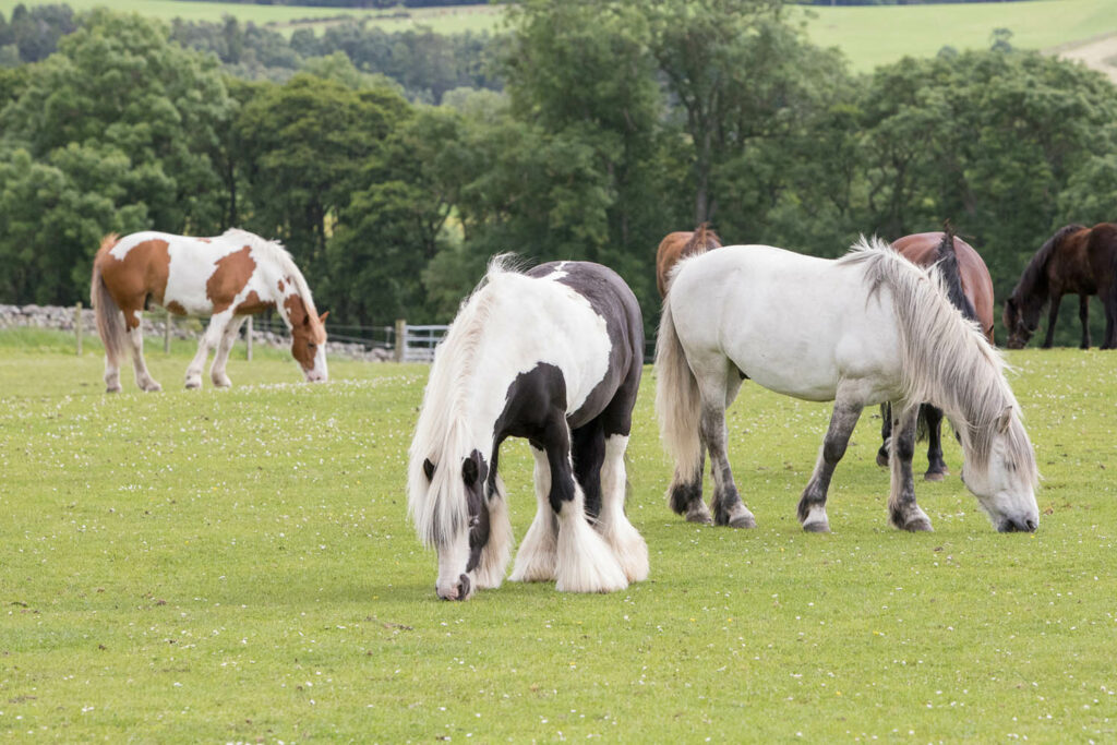 One skewbald, one piebald, one grey and three bay horses turned out in a field together eating grass with a stone wall and trees in the background