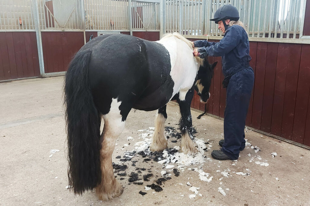 A piebald horse being having their neck clipped using cordless clippers by a groom wearing navy blue overalls, a riding hat and rubber soled boots