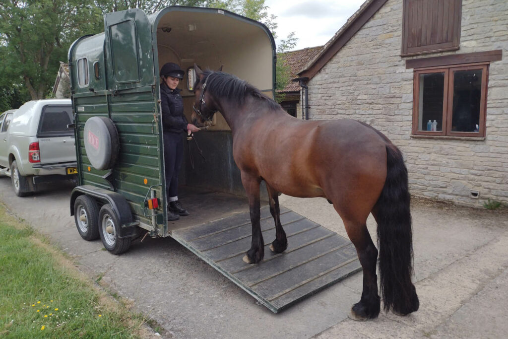 A bay horse standing with their two front feet on the ramp to a green horse trailer being led by a handler wearing a riding hat and gloves