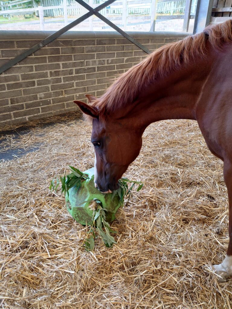 A chestnut horse eating out of a green hay ball, with hay and willow branches in standing in a large stall in a barn on straw bedding