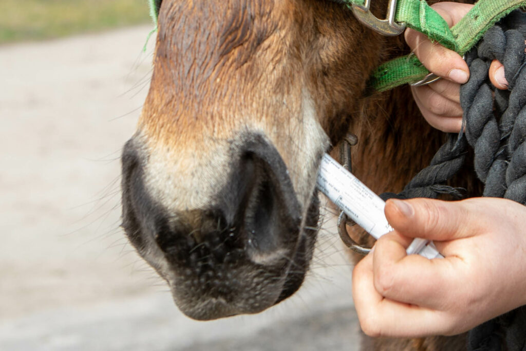 The muzzle of a bay horse with a dewormer in the left corner of the mouth administered by a groom who is holding on to the horses green head collar