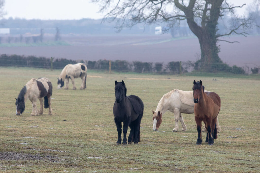 One black, one bay, two skewbald and two piebald horses turned out together in a field in winter without rugs on