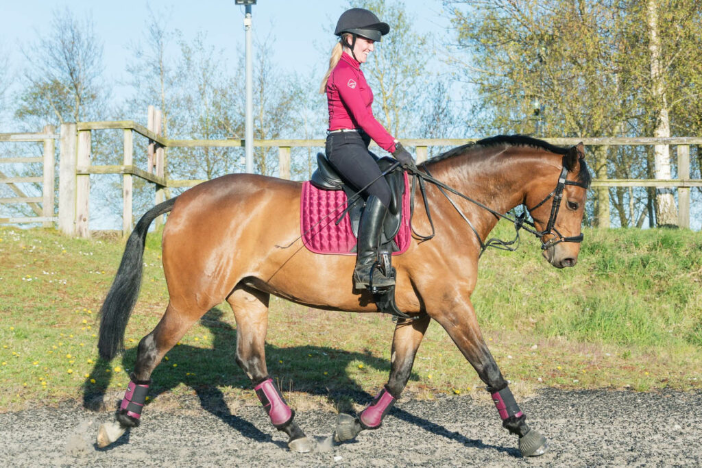 Bay horse being ridden in an arena wearing a dressage saddle with maroon boots and saddle pad which matches the rider clothing