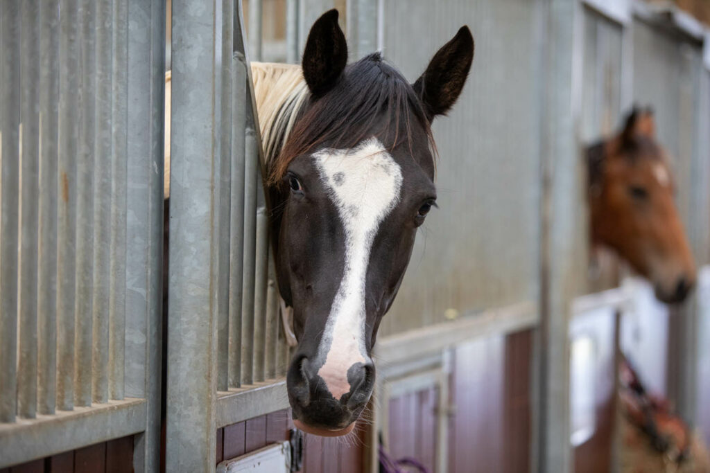 A piebald horse with it's head over a stable door, the door has an anti-weave grill in the top section