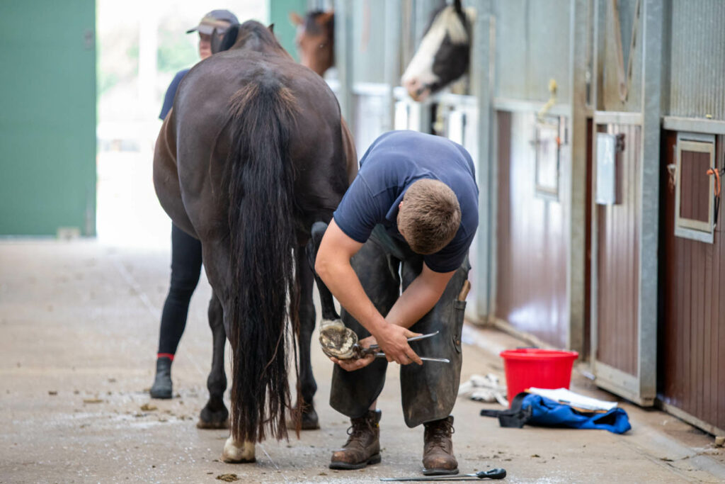 A farrier trimming a dark bay horses left hind hoof using pincers in a stable yard with a groom holding the horse