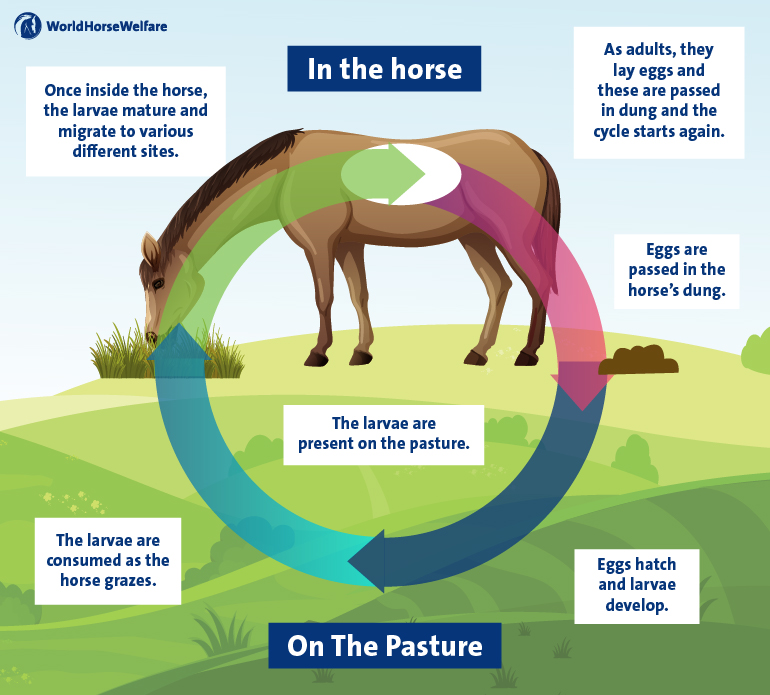 infographic showing the life cycle of a parasitic worm in a horse and in the pasture they graze on