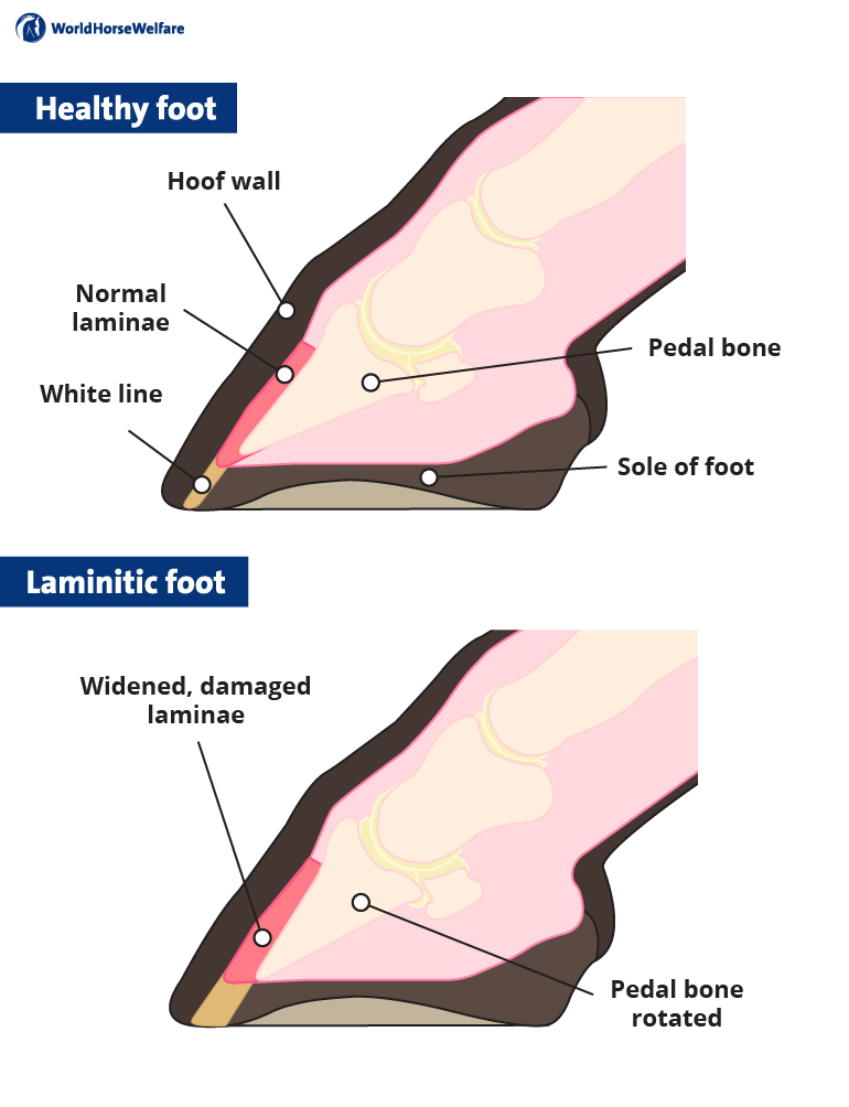 A diagram showing the internal structure of a healthy hoof compared to a laminitic hoof