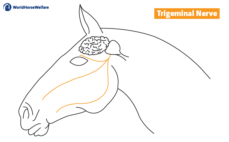 illustration of how the trigeminal nerve is connected in a horse's head