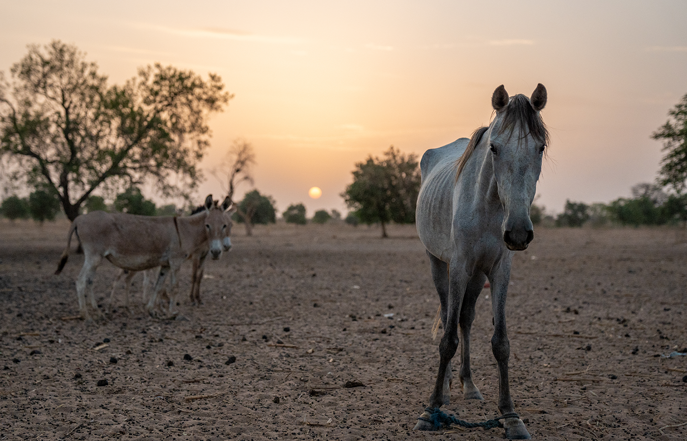 Horses are starving in Senegal