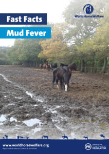 The front cover of the Fast Facts guide to Mud fever showing several horses standing in a wet and muddy field