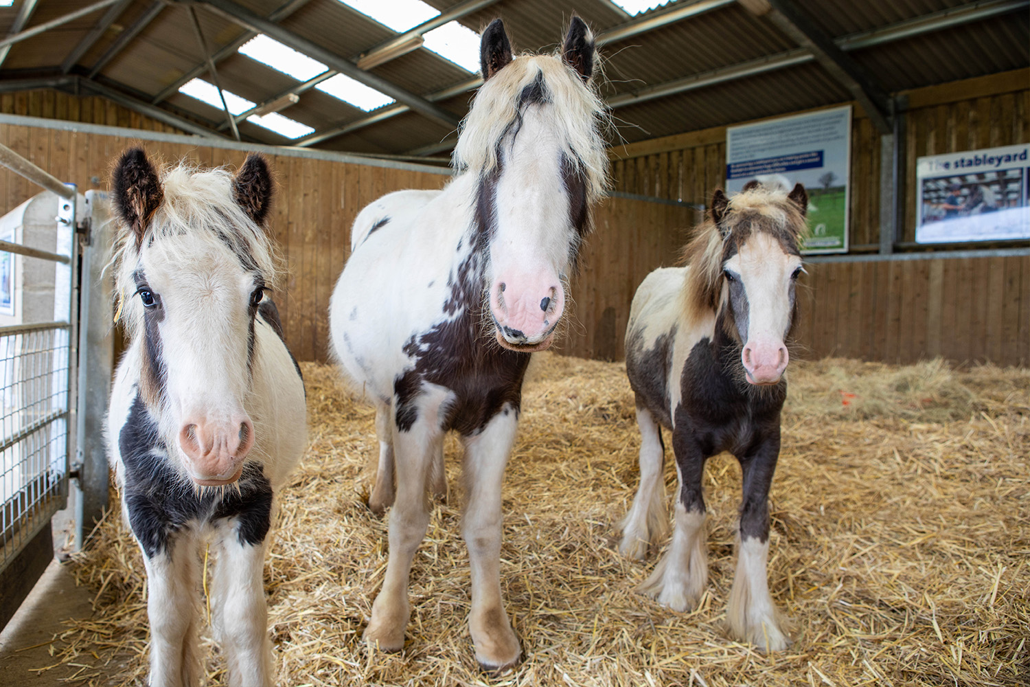 Inspirational and ‘incredibly brave’ mare adopts orphan foal alongside her own.