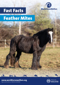 The front cover of the Fast Facts Feather mites guide showing a black horse with a white blaze and long feathers standing in a field