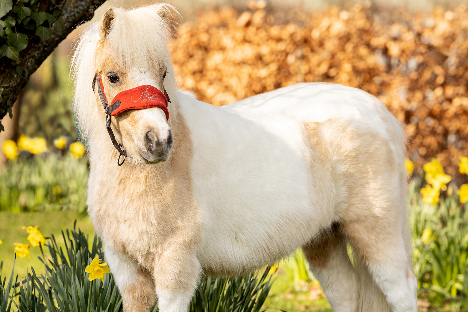 A skewbald shetland standing side-on wearing a red LeMieux branded headcollar