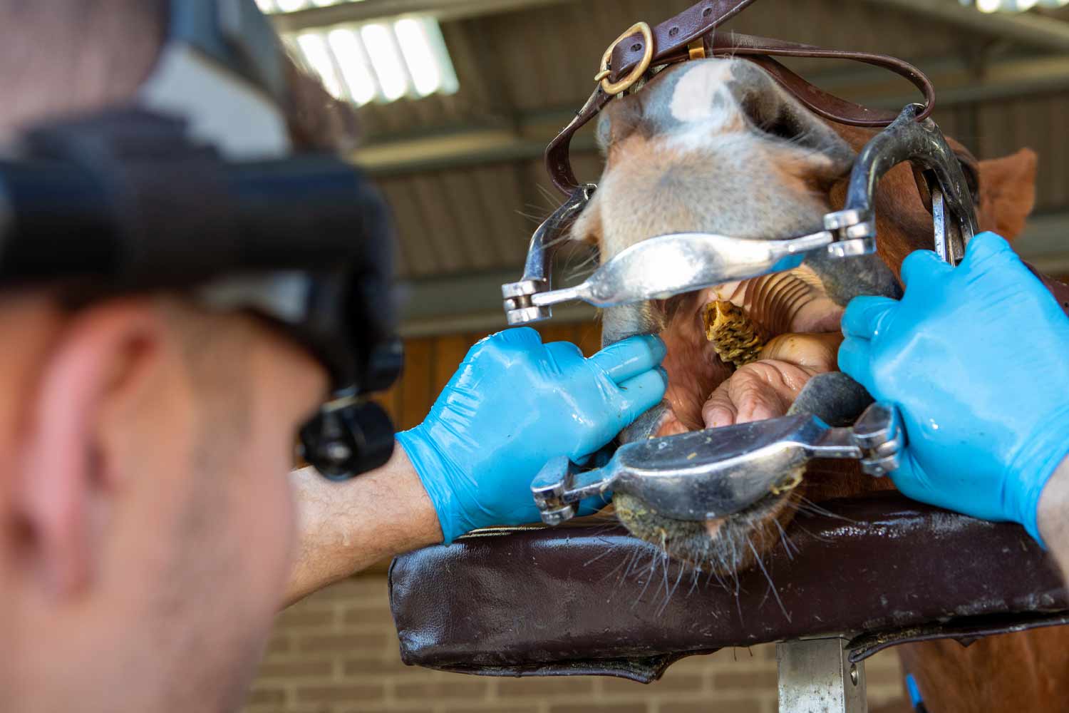 WEBINAR: Straight from the horse’s mouth: Essential equine dental care