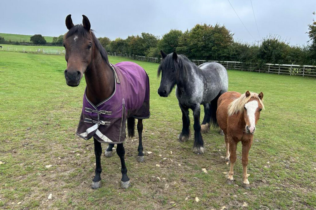 a bay horse in a purple turnout rug standing in a field, next to a blue roan cob and a chestnut pony with a white face. There are trees along the fence line behind them, and a horse grazing in another field in the distance.)