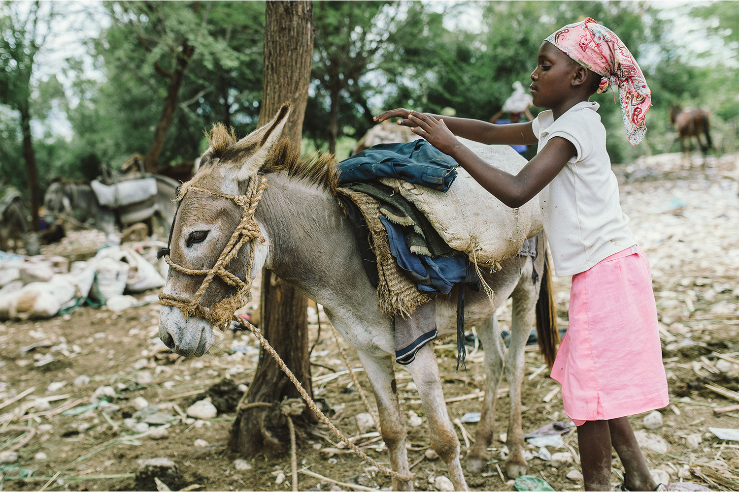 Improved lives for horses – and their owners – in Haiti