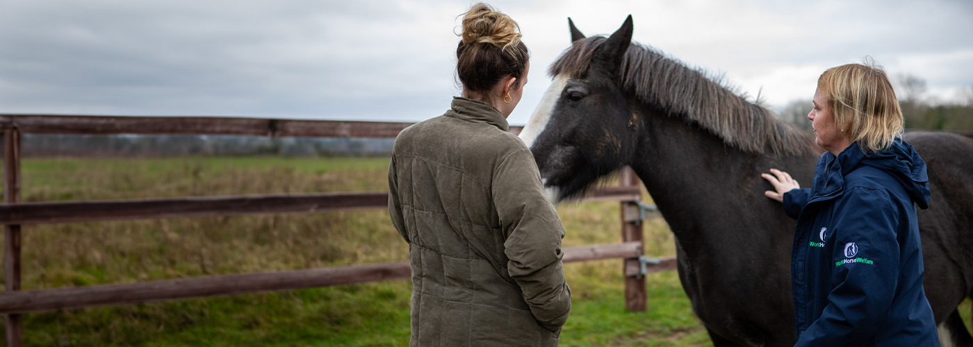 Help for Horse Owners - Website sizes - 1400x500