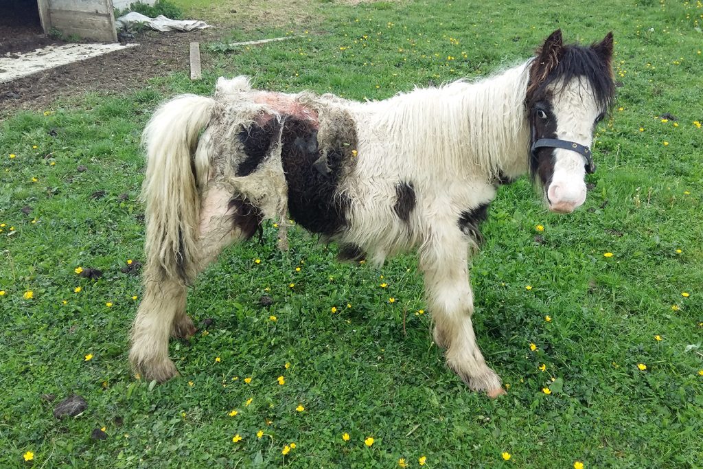 A small piebald cob standing sideways on in poor condition, with sores visible on his hind end