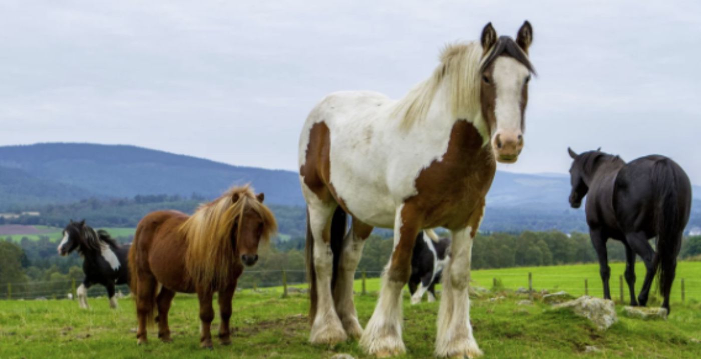 A large skewbald horse with four other horses standing behind them in a field with a mountain range in the background