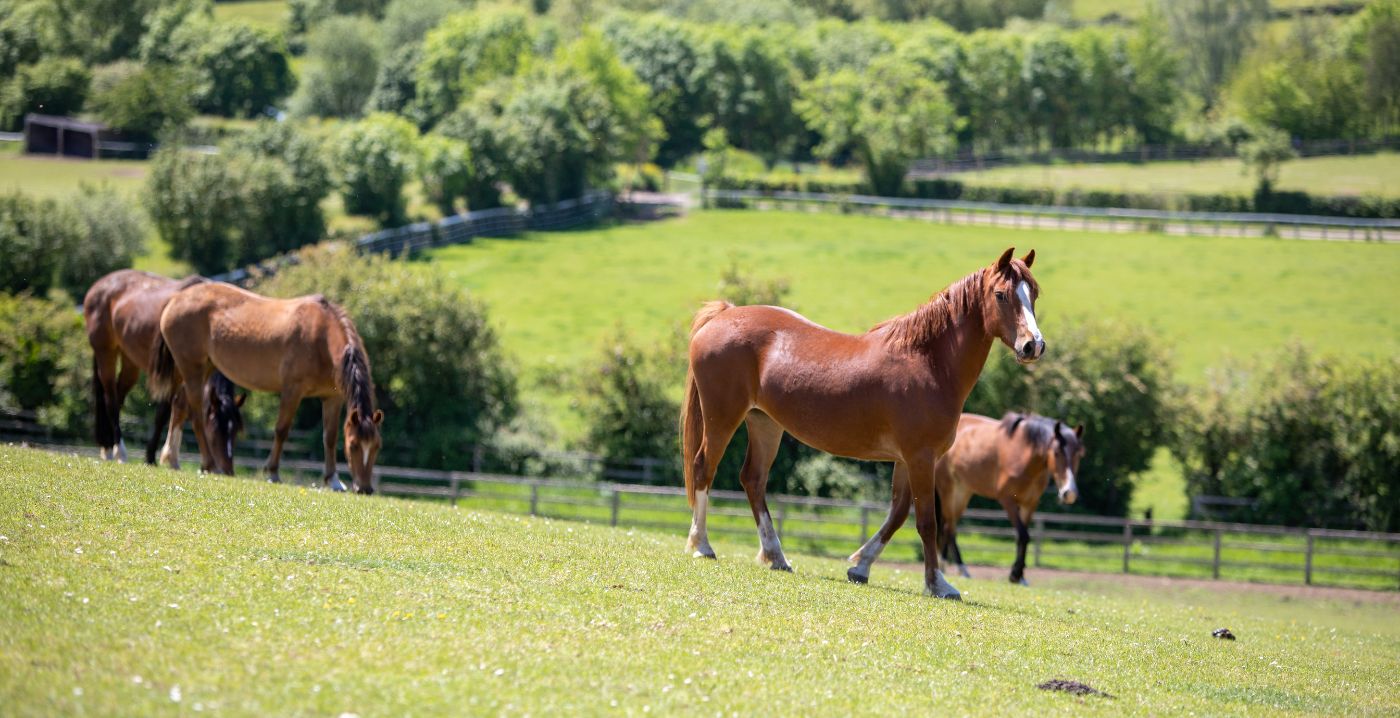 A chestnut horse and three bay horses grazing in a sloping field surrounded by other fields edged with trees