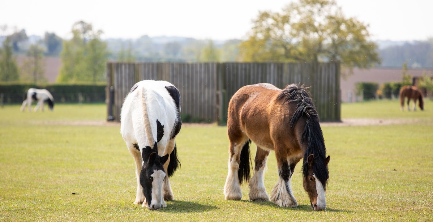 A bay horse and a piebald horse with a hogged mane grazing in a field with other horses grazing in the background