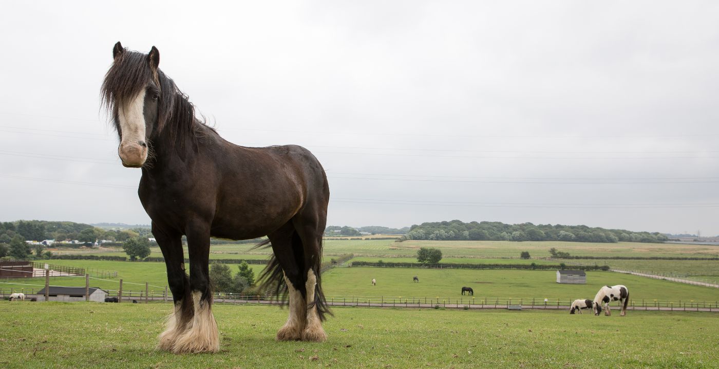 Black horse with a wide white blaze and white feathers standing in a field with other horses grazing in the background