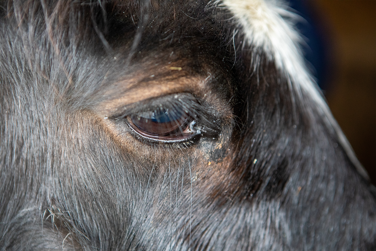 Recognising Trauma in Horses: A Neuroscience Perspective