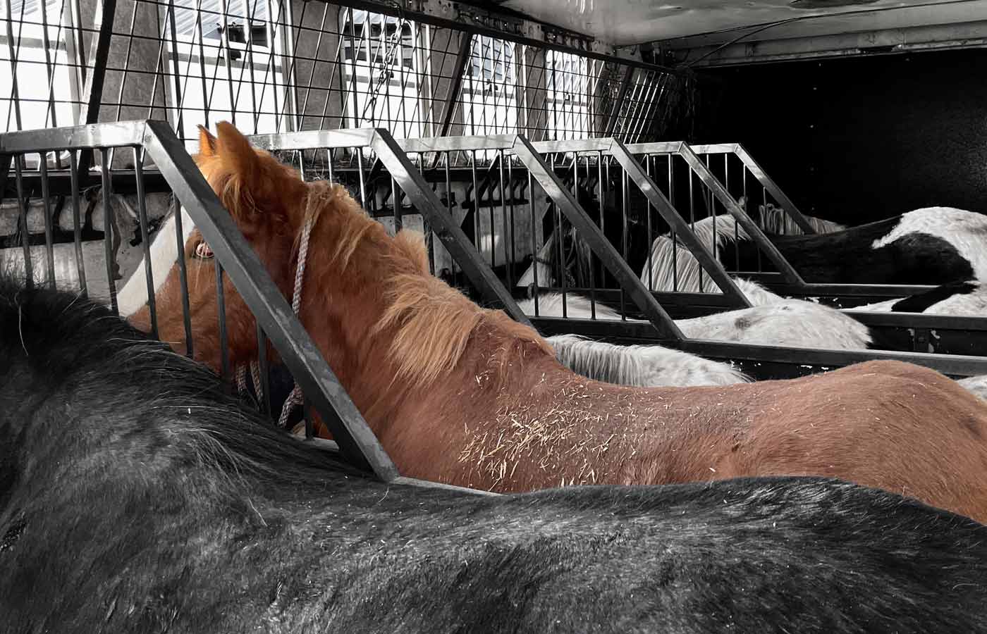 Donate to help smuggled horses