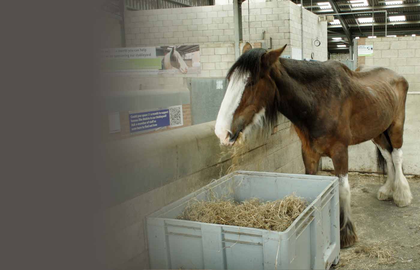 Vulnerable horses urgently need your help 