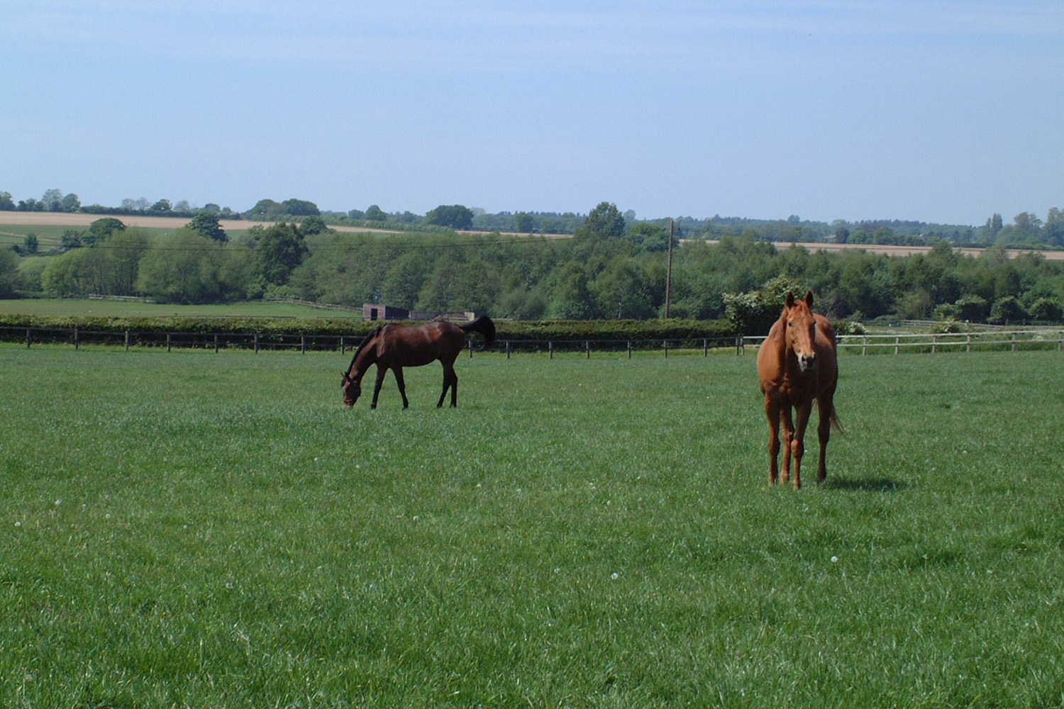 Webinar: Research Unbridled: Tackling Equine Grass Sickness