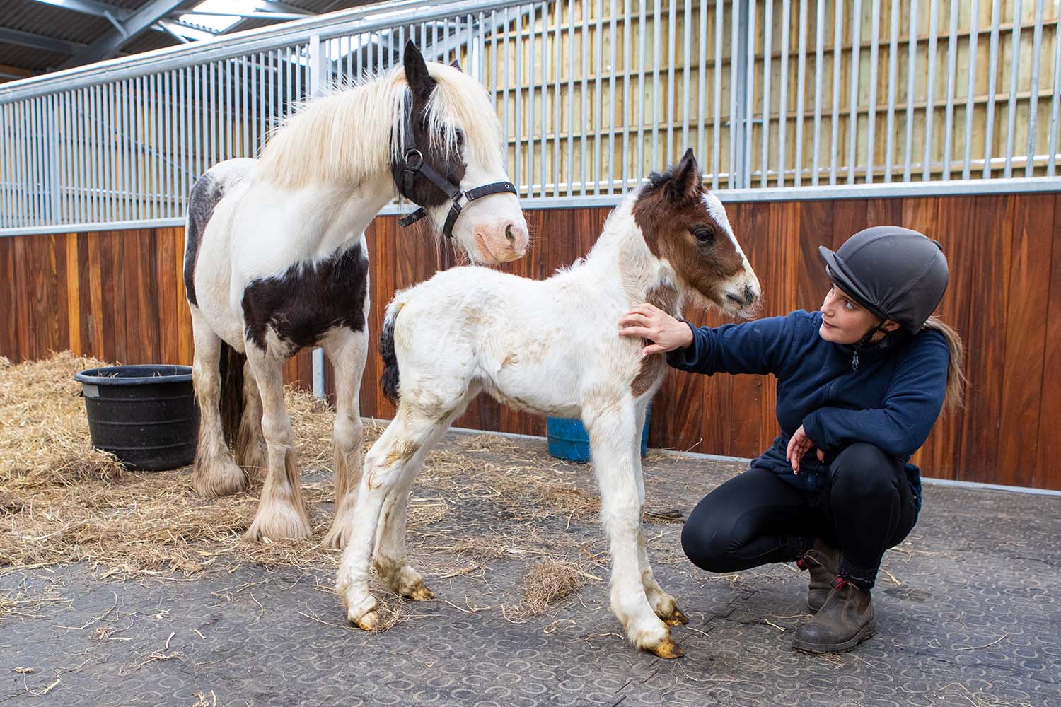 Birth of first foal from rescued ‘smuggled’ Dover 26 horses