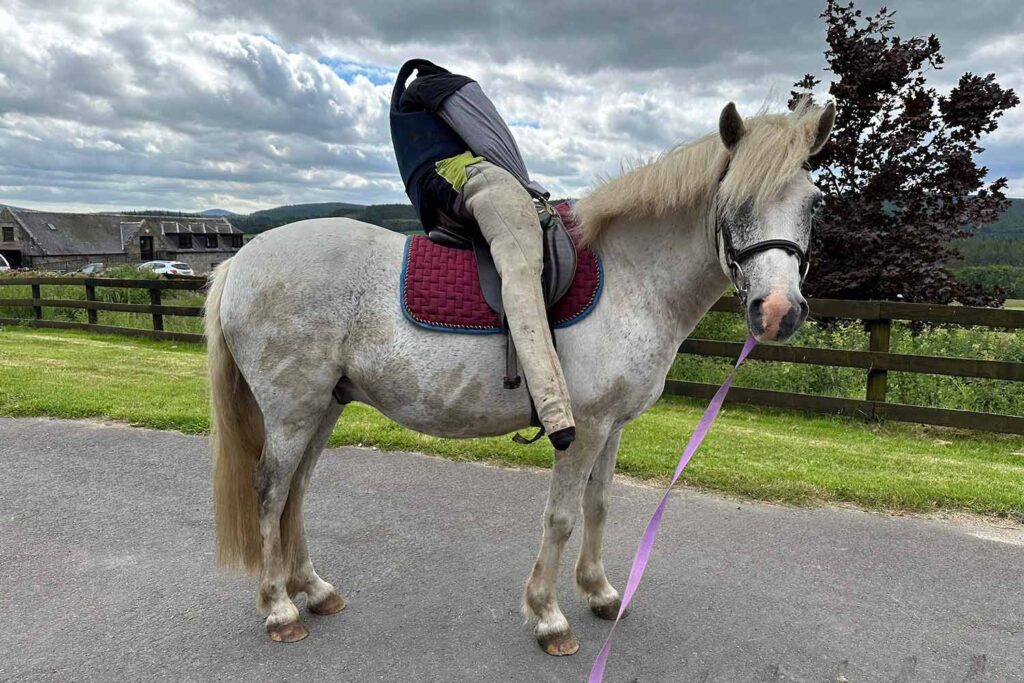 A grey horse is photographed side on and is looking at the camera, on his back is a saddle and a dummy rider made from old clothes to mimic the weight of a real rider. 