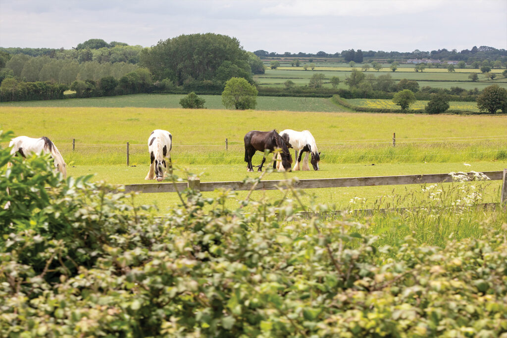 Three piebald and one black horse grazing in a grassy field with a hedgerow and post and rail fencing at front of the field and electric fencing at the back of the field.