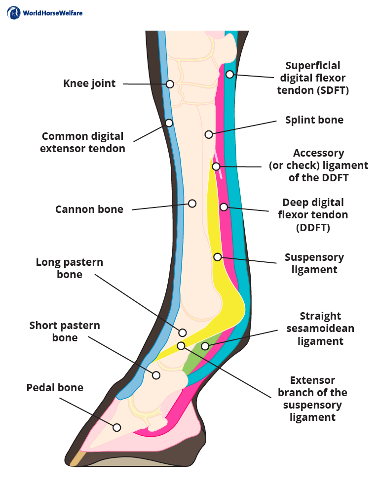 A graphic showing the location of the tendons and ligaments in the horses' lower limb.