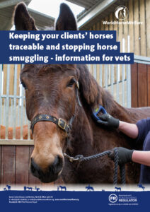 Brown mule wearing a black nylon headcollar held in an indoor stable being scanned for a microchip