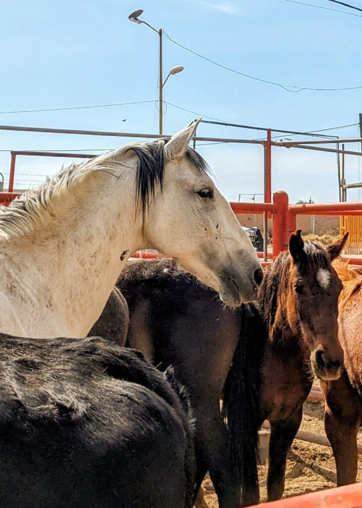 A group of different coloured horses packed closely together in a small metal fenced corral.