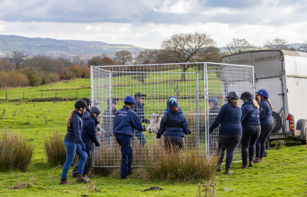 A group of equine charity field officers wearing navy blue jackets and riding helmets are moving a small grey Welsh pony towards a trailer using large metal panels