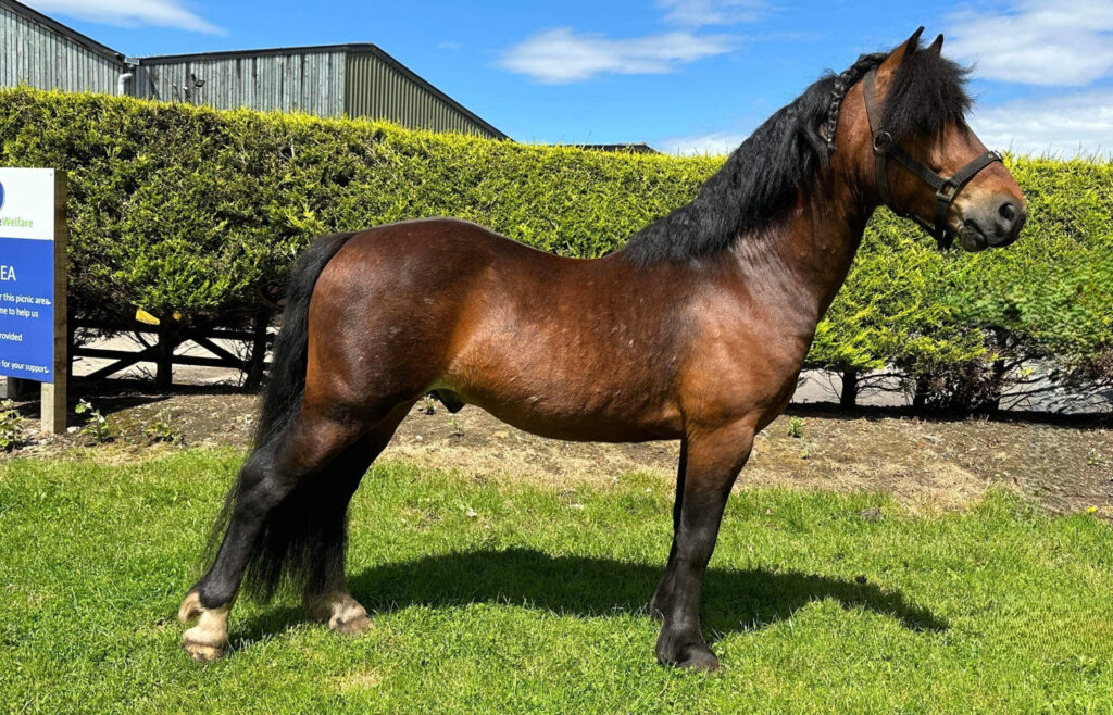World Horse Welfare Smithy - a handsome, well groomed Welsh bay pony with white markings above his hind hooves