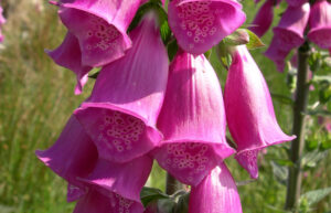 Close up of a Foxglove plant with magenta funnel-shaped flowers.