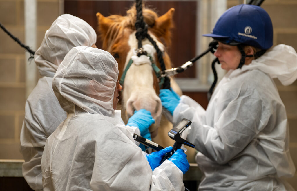 A group of three grooms in white disposable suits stand in front of a horse as it prepares to be tested for strangles. The horse's head is being supported in a sling.