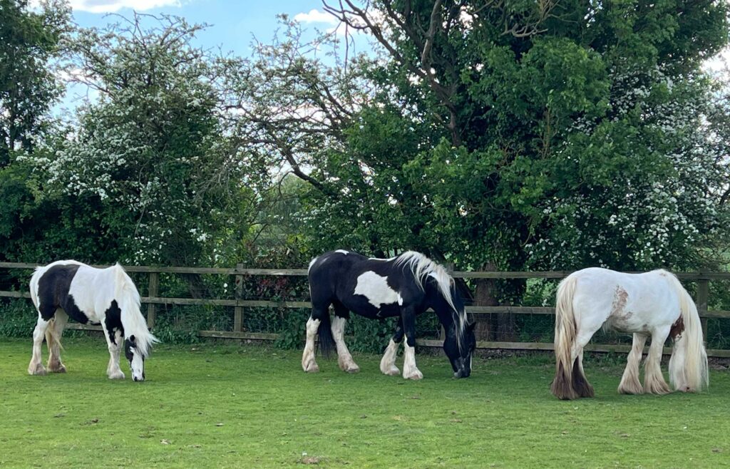 Three coloured cobs graze in a field.