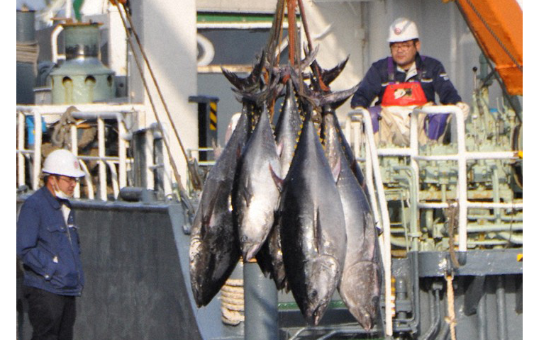 Plant-based Tuna Set to Save Fisheries Amidst Declining Catches and Growing Demand