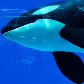 Orca Underwater Viewing - Photo 1