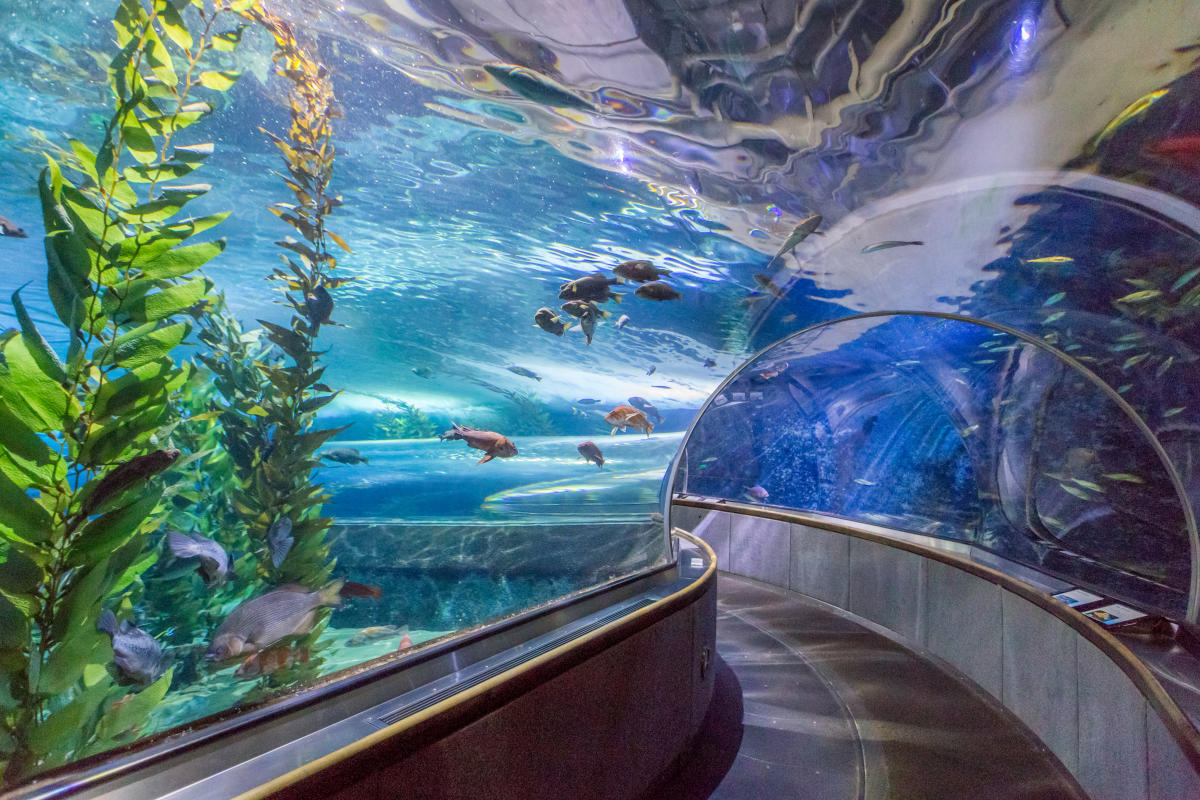 Aquarium of the Bay - Photo 1