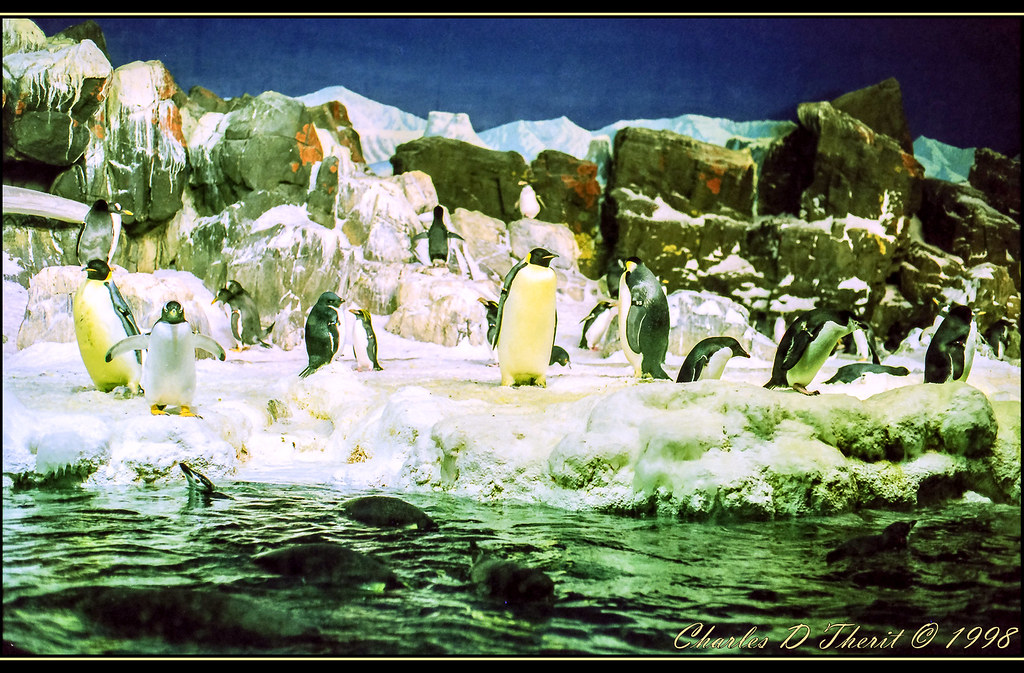 Penguin Encounter - Photo 1