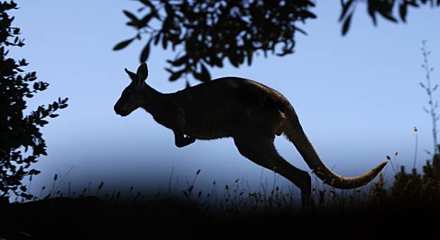 Wild Australia in Oakland Zoo - Photo 1