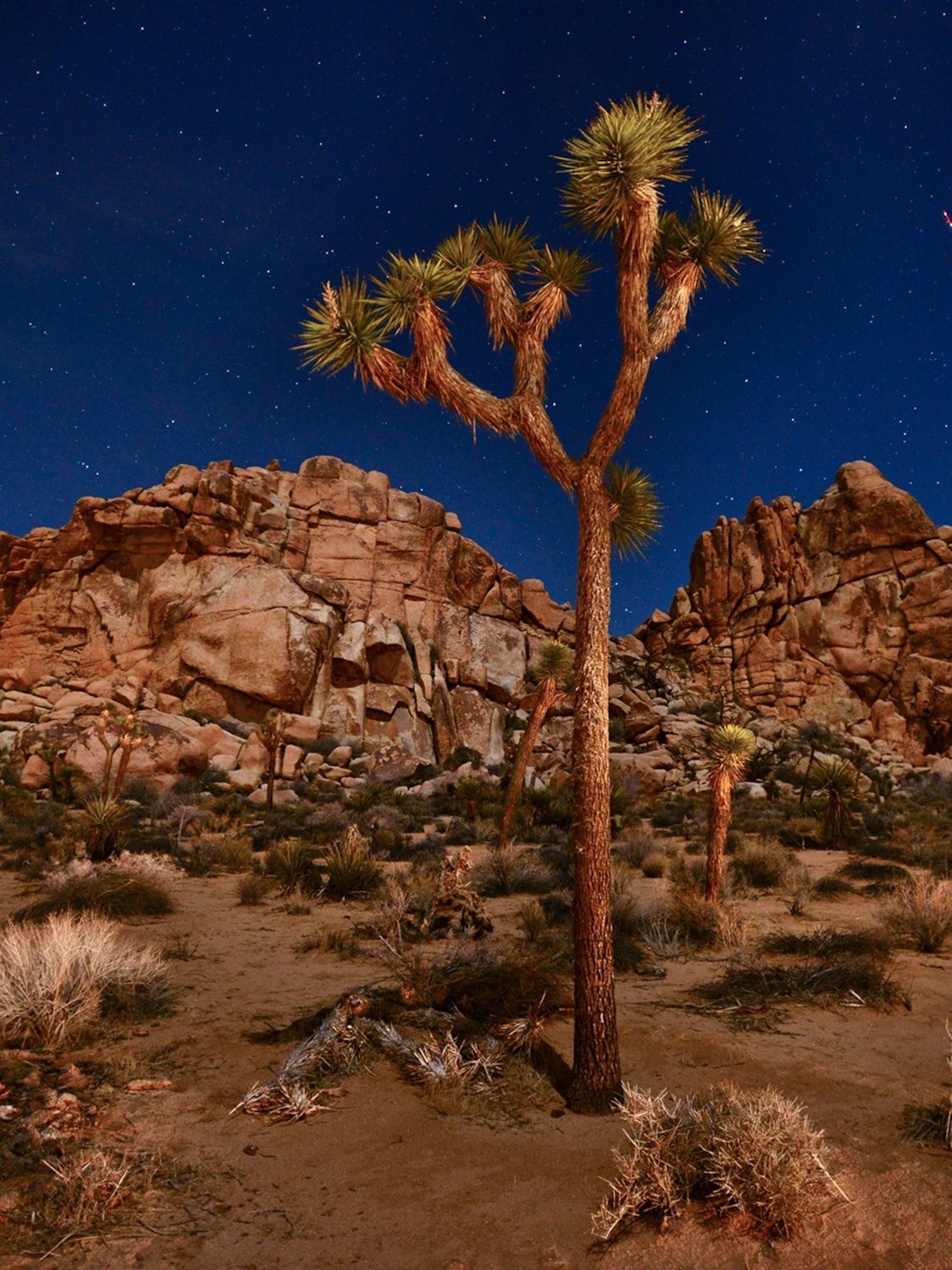 Joshua Tree - Photo 1
