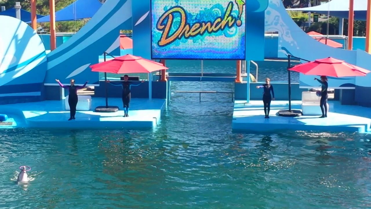 Drench! Dolphin Show - Photo 1